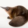 Platypus